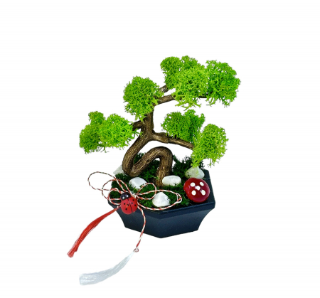 Pomisori cu licheni - Mini Bonsai cu licheni (Verde)