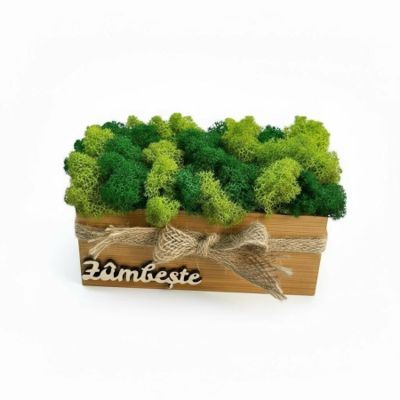 Magazin - Aranjament decorativ cu licheni si mesaj motivational, tip jardiniera , personalizabil cromatic, in cutie de lemn ,cu licheni stabilizati
