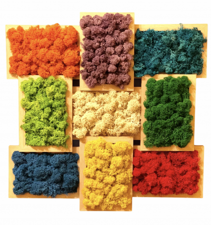 Aranjament floral cu licheni in rama, Eventissimi, Multicolor, 45 cm / 45 cm [0]