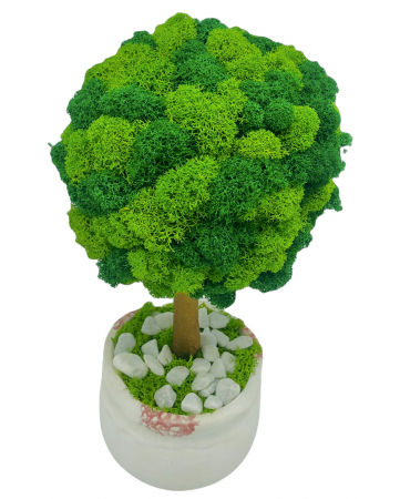Aranjament floral tip Copacel / Pomisor cu licheni naturali stabilizati si plante naturale criogenate si uscate, Eventissimi, Verde, 28 cm, vaza ceramica, personalizabil [2]