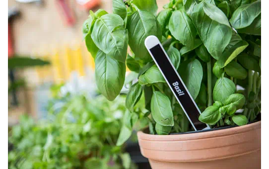 TZE325 9mm WHITE ON BLACK [3]