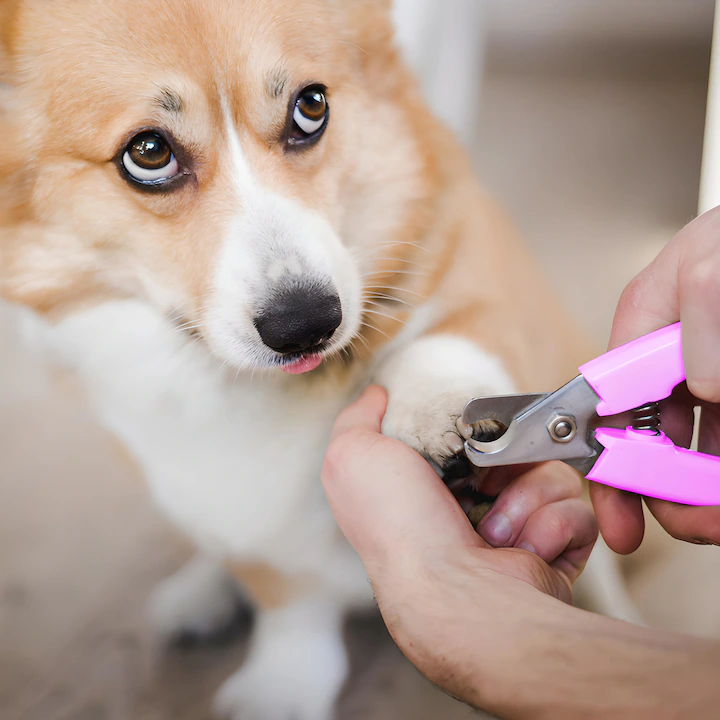 Set mașină tuns animale 12 piese, fără fir, 9W, lame ceramică și titan, 4 piepteni 3–12 mm, 90 min autonomie, auriu/negru [10]