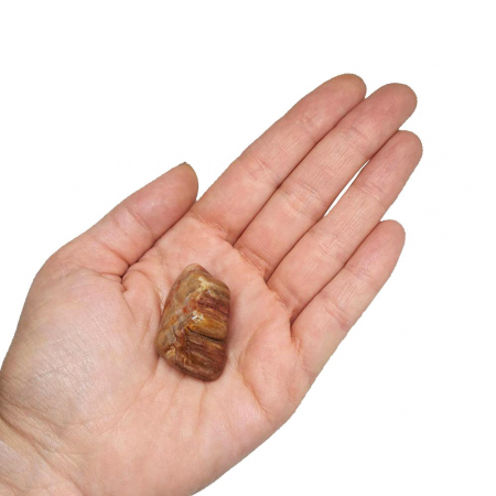 Pietre semipretioase slefuite - Lemn Pietrificat Natural (Slefuit)