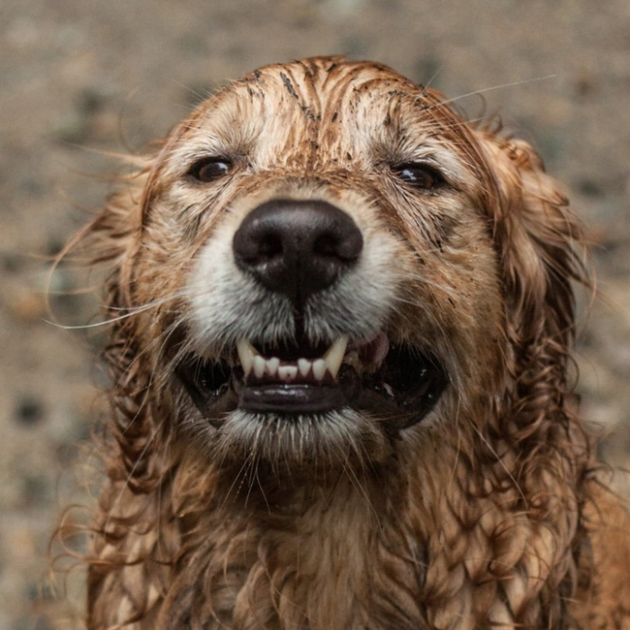 Sampon pentru caini Fabinni Deluxe, 5L, cu extract de aloe vera, pentru toate tipurile de blana si piele, inodor [4]
