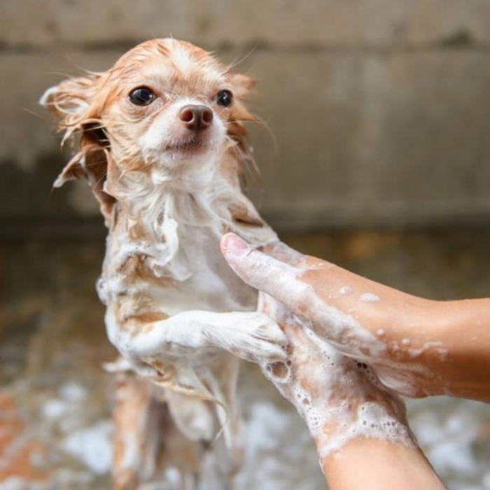 Sampon pentru caini Fabinni Deluxe, 5L, cu extract de aloe vera, pentru toate tipurile de blana si piele, inodor [5]