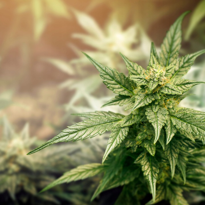 Sapun Natural pentru maini si corp cu Potasiu, ulei de Cannabis si avocado 5 litri-98% ingrediente naturale-Sapunul de potasiu este cunoscut pentru blandetea sa, fiind ideal pentru ingrijirea pielii s [2]