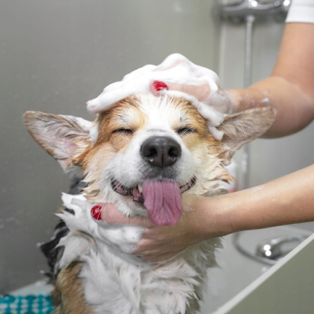 Sampon pentru caini Fabinni Deluxe, 5L, cu extract de aloe vera, pentru toate tipurile de blana si piele, inodor [1]