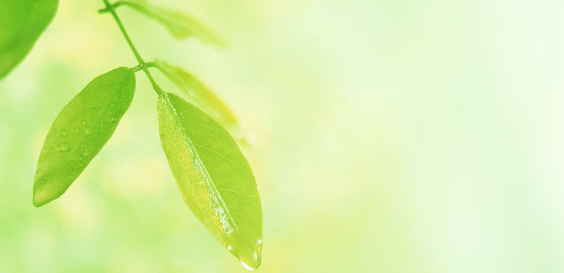 baner