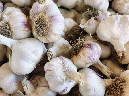 Usturoi căpățână - Usturoi romanesc de consum, violet, curatat manual
