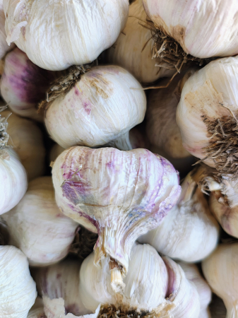 Usturoi căpățână - Usturoi romanesc de consum, violet, curatat mecanic