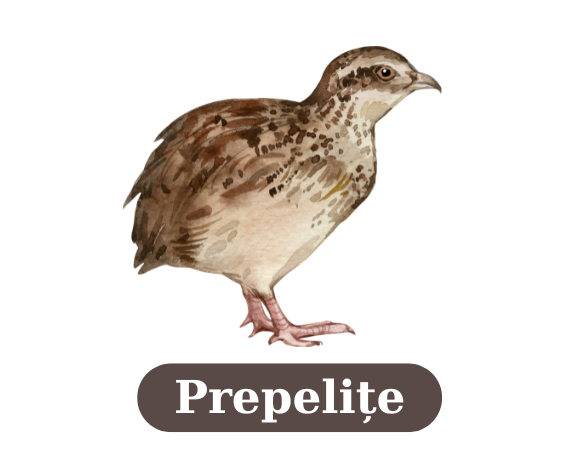 Prepelite