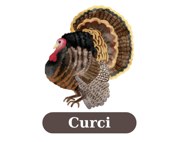 Curci