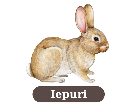 Iepuri