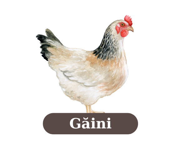 gaini