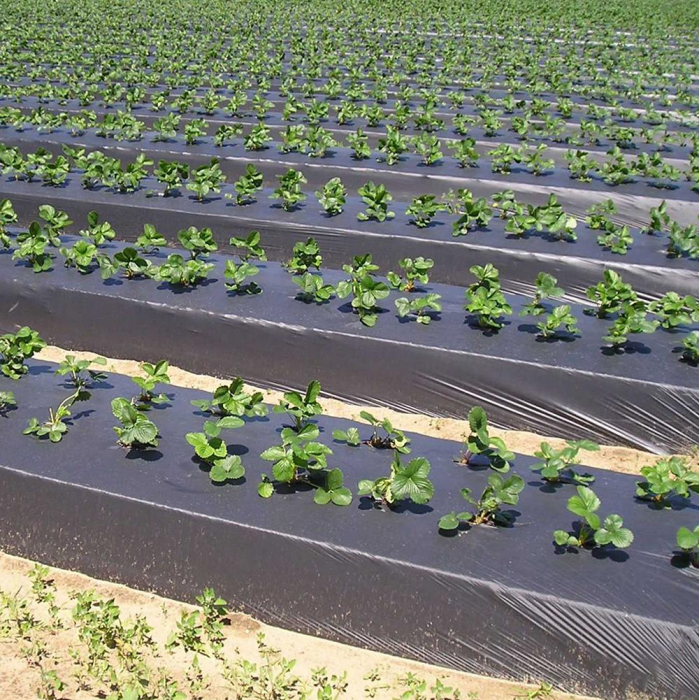 Folie mulcire perforata 30 microni 1.2m [3]