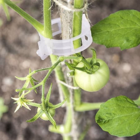 cleme tomate [1]