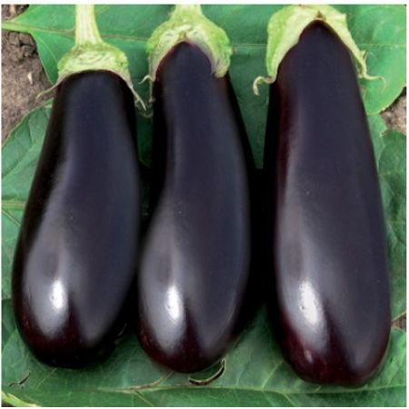 Seminte profesionale legume - vinete-epic
