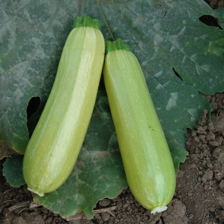 Seminte profesionale legume - dovlecel-Eskenderany