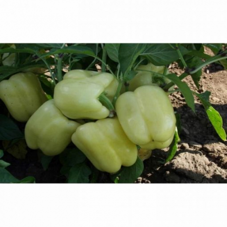 Ardei gras - ardei-gras-belladonna