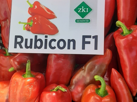 rubicon-f1 [1]