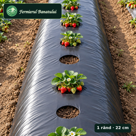 Folie mulcire perforata, 1.2m x 1000m, 30 microni, 1 rand 22cm