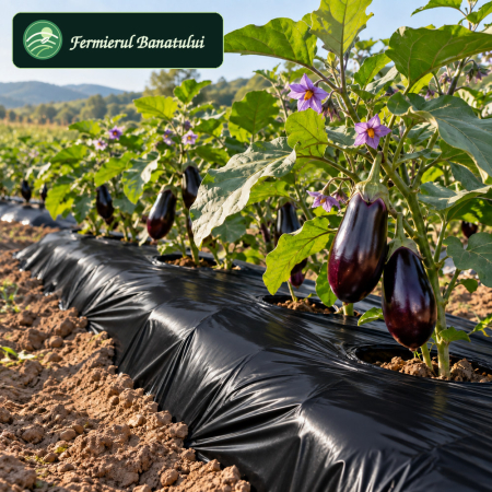 Toate produsele - Folie mulcire neagra 0.8m x 1000m