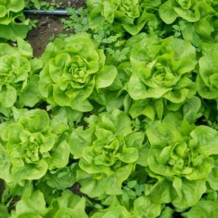 Seminte profesionale legume - salata-touareg-