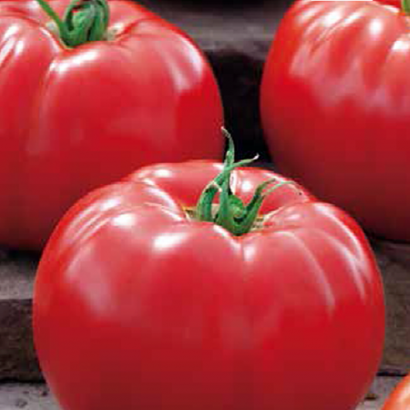 Seminte profesionale legume - tomate-big-beef