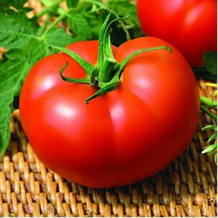 Seminte profesionale legume - tomatekiveli