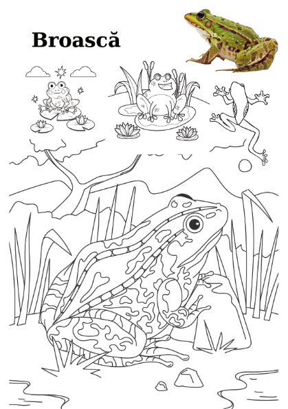 Carte copii 3-7 ani cu animale domestice si salbatice de colorat [9]