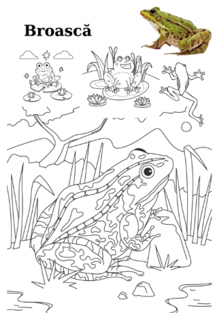Carte copii 3-7 ani cu animale domestice si salbatice de colorat [8]