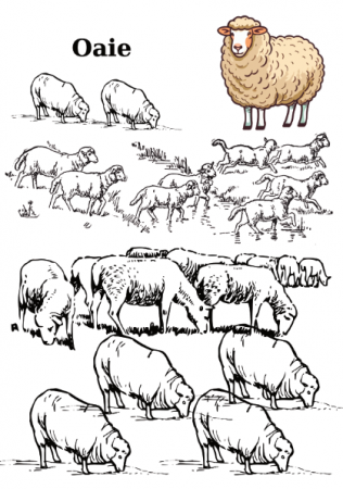 Carte copii 3-7 ani cu animale domestice si salbatice de colorat [5]