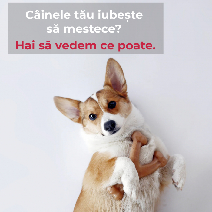 Jucarie de mestecat pentru caini, forma de os, aroma de bacon [4]