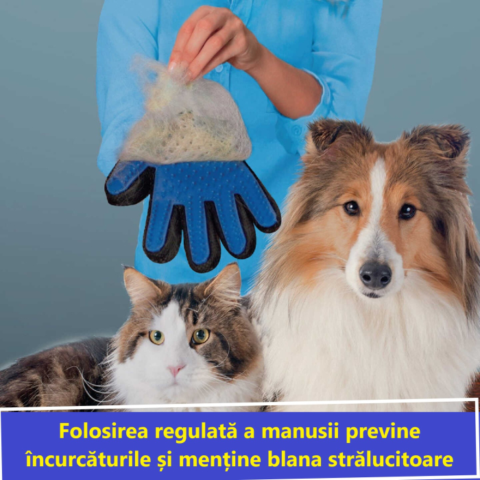 Manusa tip perie, Albastru [6]