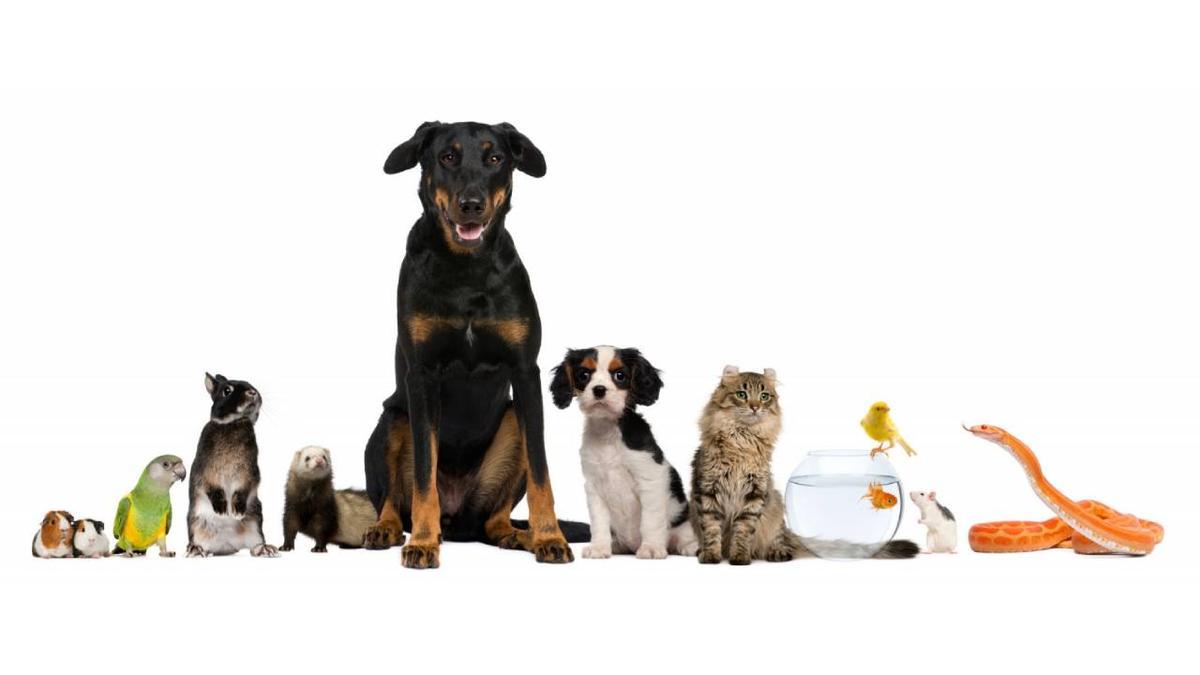 Pet Shop
