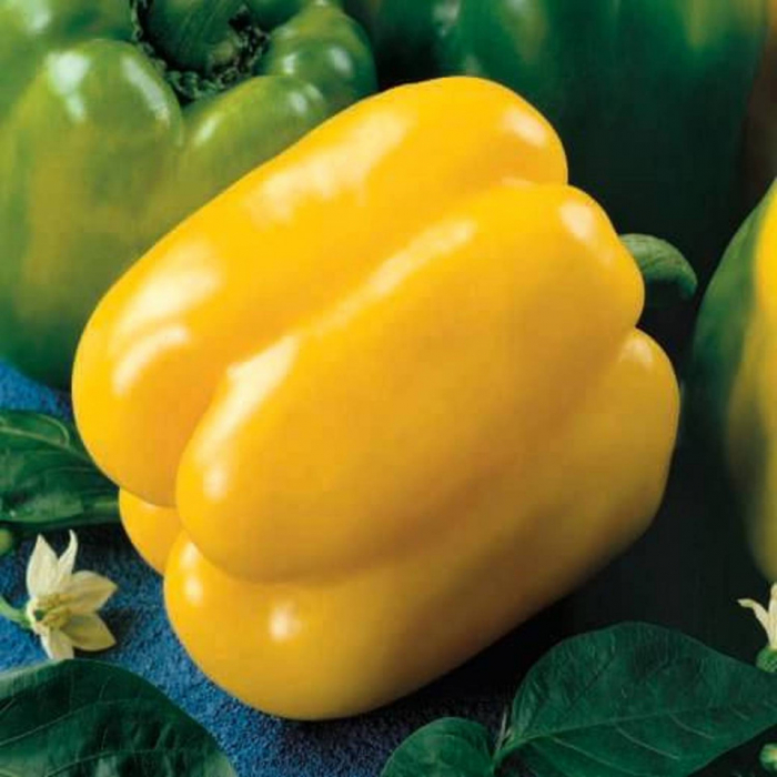 Ardei gras Asti Yellow , 1g [1]