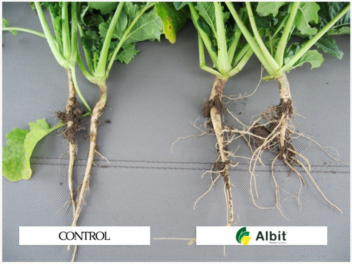 Biostimulator ALBIT - 2 ml, Tratament Seminte si Ingrasamant Foliar Concentrat [2]