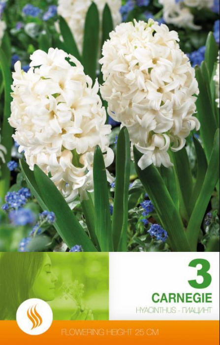 Zambile Carnegie ,3 bulbi [1]