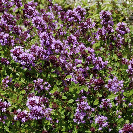 Seminte plante aromatice - CIMBRISOR THYMUS VULGARIS, 0.3g