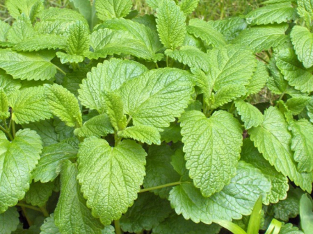 Seminte plante aromatice - LAMAITA 0.5GR