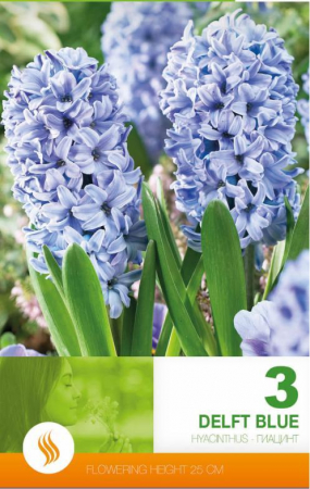 Bulbi flori - Zambile Delft Blue , 3 bulbi