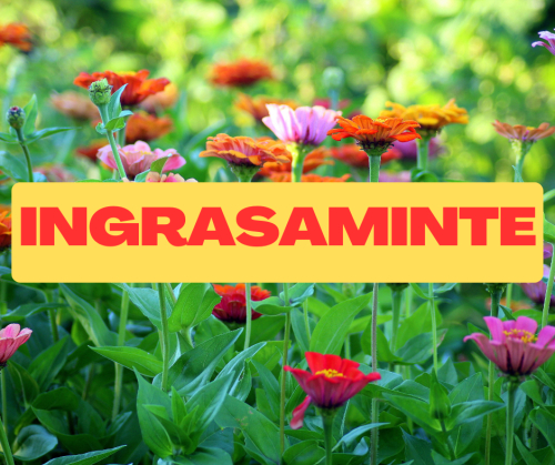 Ingrasaminte