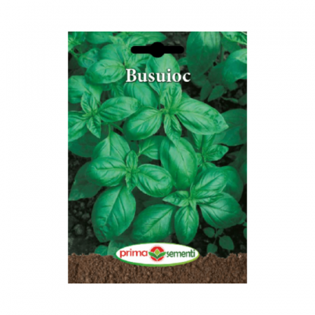 Seminte aromatice - Seminte Busuioc