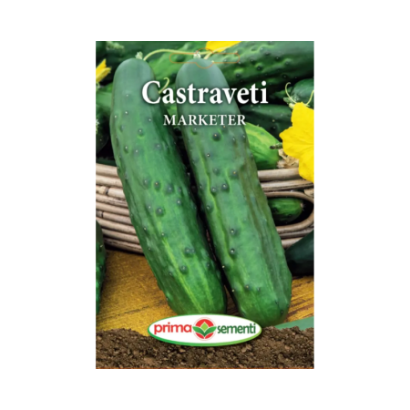 Seminte - Seminte Castraveti Marketer