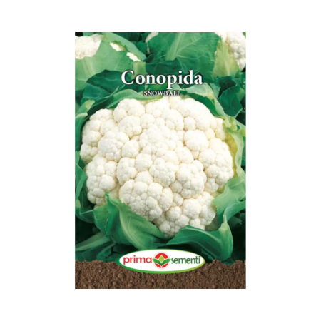 Seminte legume - Seminte Conopida Snowball