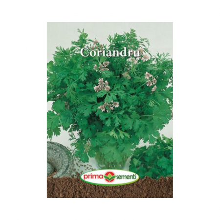 Seminte aromatice - Seminte Coriandru