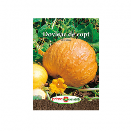 Seminte - Seminte Dovleac de copt Big Max 3 g
