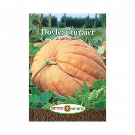 Seminte - Seminte Dovleac Furajer Antlantic Giant 1 g