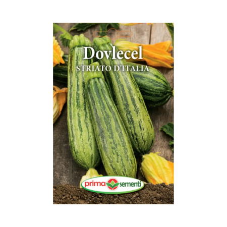 Seminte legume - Seminte Dovlecel Striato D'italia
