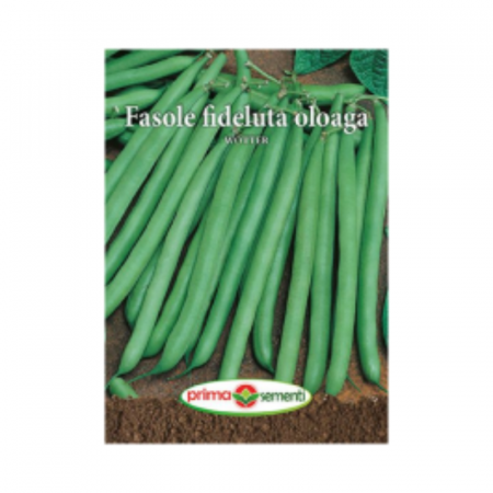 Seminte - Seminte Fasole fideluta oloaga Wotter 15 g